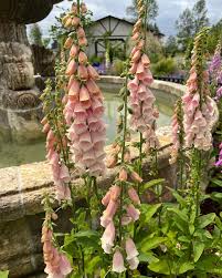 Image result for Digitalis purpurea alba/ red spots