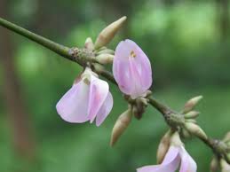 Image result for Abrus melanospermus