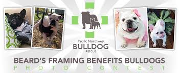 Our mission is to rescue, rehabilitate (physically and. About Pacific Northwest Bulldog Rescue Beard S Benefits Bulldogs Photo Contest