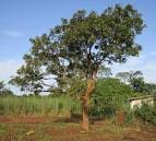 Image result for Vitex doniana