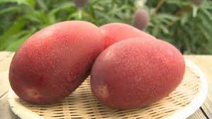 Miyazaki mangos are no ordinary mangos. O055enabdpp7lm