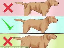 How To Make A Dog Gain Weight For Dogs Reviews