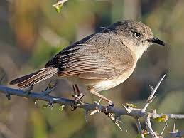 Image result for Ctenium newtonii