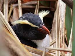 Check spelling or type a new query. Flora Dan Fauna New Zealand Ruapehu Selandia Baru