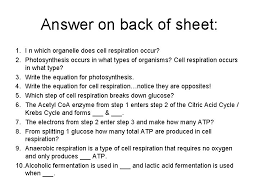 Cellular respiration occurs in mitochondria. Cellular Respiration Cellular Respiration The Process By Which