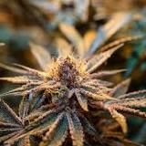 Image result for black mamba sativa strain