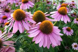 They are heat and drought resistant, easy to grow, bloom for months, make great. Echinacea Or Purple Coneflower Benefits As A Dietary Intake