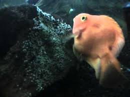 Check spelling or type a new query. Parrot Fish Breeding When Parrot Breeding Season Start What Need To Be Done