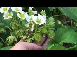 секрет раскрыт лучшее удобрение всех времен чай из травы Bornaya Kislota Glavnyj Sekret Super Urozhaya Klubniki Uhod Vo Vremya Cveteniya Youtube Cvetenie Ogorod Kusty Maliny
