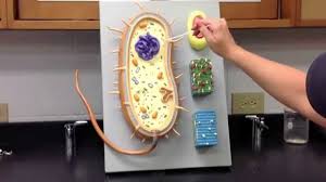 Prokaryotic Cell Model Prokaryotic Cell Model Youtube Prokaryotic Cell Prokaryotic Cell Model Cell Model