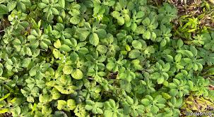 Image result for Ipomoea pes-tigridis