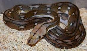Check spelling or type a new query. Baby Motley Tiger Reticulated Pythons For Sale