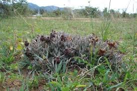 Image result for Orbea umbracula