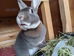 Providing pet sitting and boarding for rabbits, guinea pigs and reptiles. Pet Sitting Pawss Pet Services