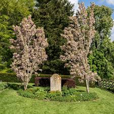 Wood ashes can be a valuable soil amendment for the garden or compost pile. Bury Loved One At Home To Save On Funeral Expenses