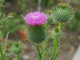 Image result for Cirsium