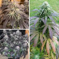 Great savings free delivery / collection on many items. Top 5 Fast Growing Cannabis Seeds Dutch Passion