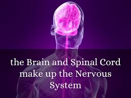 Common brain and spinal cord tumors in children include gliomas, astrocytomas, medulloblastomas, and ependymomas. Nervous System By Snlchavez3