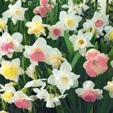 Pink Daffodils White Pink Daffodils Daffodil Bulbs Daffodils Bulb Flowers