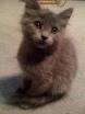Nebelung Kittens for Sale - Adoptapet