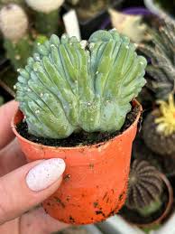 Image result for Myrtillocactus geometrizans