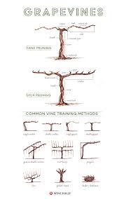 Illustrated Grape Vine Training Methods Wine Folly
