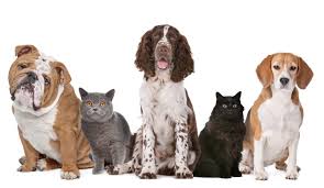 Cbd oil for pets is different from medical marijuana! Order Cbd Hemp Cannabis Products For Pets Online In Canada
