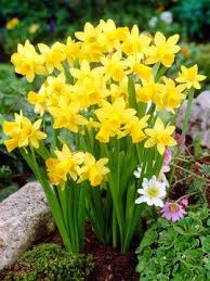 Daffodil Tete A Tete Value Pack Bluestone Perennials Daffodil Flower Bulb Flowers Daffodils