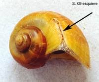 This might allow you to see if their heart is beating. Snail Diseases And Problems