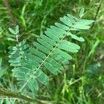 Image result for Sesbania sericea