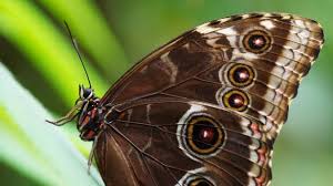 Maybe you would like to learn more about one of these? Myths Symbolism And Meaning Of Brown Butterflies