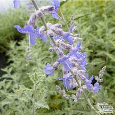 Lavandula steochas, otherwise known as lavender is beautiful and has a very calming scent. Buy Perovskia Blue Spire Russian Sage In The Uk