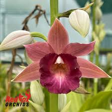 Image result for Phaius