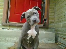 Diesel Pitbull From Chicago Puppy Pitbulls Puppies Dogs