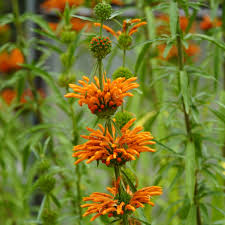 Image result for Cliffortia nitidula