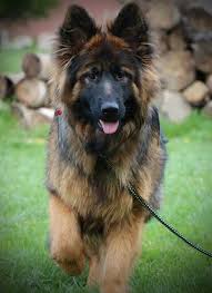 Black And Red German Shepherd Puppies For Sale In Ohio For Those Who Know Me Doesn T This Look Like My Old Nikki Gingers Puppy German Shepherd Dogs Shepherd Dog Long Haired German Shepherd