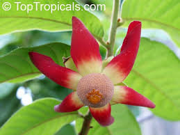 Image result for Uvaria afra