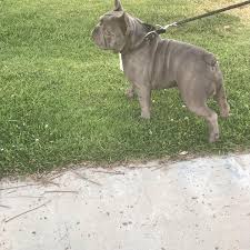 Sergio Rubalcava (@bellathefrenchie_cali805) • Instagram photos and videos