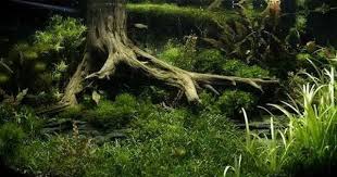 Tree Stump Concept Biotope Aquarium Planted Aquarium Aquascape