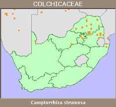 Image result for Camptorrhiza strumosa