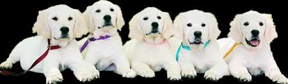 We breed the english lines and/or a blend of english with a hint of american golden retrievers. Beautiful Trained English Cream Golden Retriever Puppies