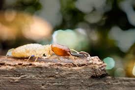 Welcome to no.1 carpet cleaning and pest management a divison of. Allseasons Carpet Cleaning Pest Management Termite Control Upholstery