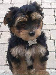 Don't miss your chance to adopt one of these adorable breeds. Testimonials Morkies Morkie Poo Pups G T A Poodle Puppy Puppies Morkie