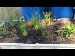 We did not find results for: Water Chestnut Kang Kong Growing Food Water Chestnut Plants