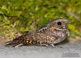 White Bird With Big Mouth The Whippoorwill Antrostomus Vociferus Says His Name Over And Over He Has A Big Mouth Like The Nighthawk But Doesn T Have White Bird Poster Bird Bird Photo