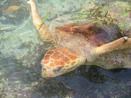 See tripadvisor's 33,110 traveler reviews and photos of coral gables tourist attractions. Things To Do In Coral Gables Fl Bill Lentis Media
