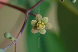 Image result for Synandrodaphne