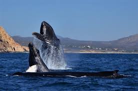 One of the species of baleen whales is the humpback whale. Humpback Whale Facts Conservation Status Whale Watch Cabo Tours