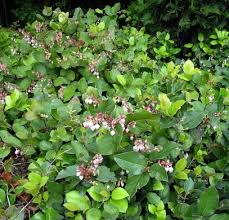 Image result for Salacia stuhlmanniana