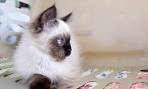 If you compare an Himalayan cat with ragdoll which is the ...